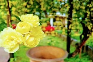 時期やお手入れ方法など モッコウバラの剪定についてご紹介します Eparkくらしのレスキュー 時期やお手入れ方法など モッコウバラの剪定についてご紹介します Eparkくらしのレスキュー