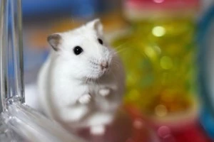 ハムスターの供養方法はどんなものがある 亡くなってしまったあとの対処法などを解説 Eparkくらしのレスキュー ハムスターの供養方法はどんなものがある 亡くなってしまったあとの対処法などを解説 Eparkくらしのレスキュー