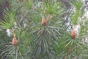 時期やお手入れ方法など マキの剪定についてわかりやすくご紹介します Eparkくらしのレスキュー 時期やお手入れ方法など マキの剪定についてわかりやすくご紹介します Eparkくらしのレスキュー