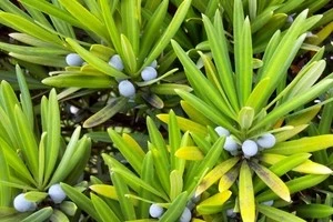 実がなっているマキの写真