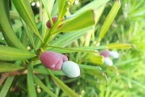 実がなっているマキの写真