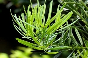 時期やお手入れ方法など マキの剪定についてわかりやすくご紹介します Eparkくらしのレスキュー 時期やお手入れ方法など マキの剪定についてわかりやすくご紹介します Eparkくらしのレスキュー