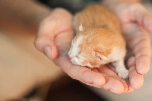 掌に乗せられた眠っている猫の写真