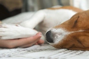 眠っている犬の手を持つ写真