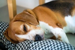 眠っている犬の写真